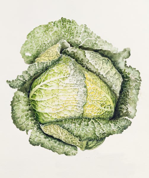 Savoy Cabbage (w/c)  from Alison  Cooper