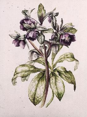 Helleborus Orientalis from Helen Ballard (dark purple flowers) 