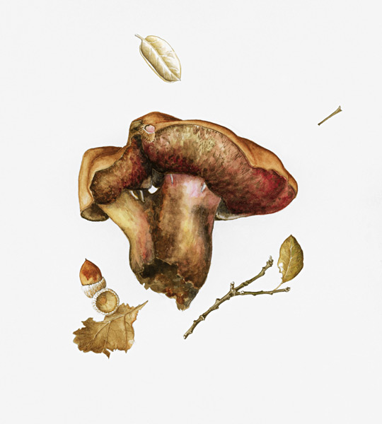 Wild Mushroom (w/c on paper)  from Alison  Cooper