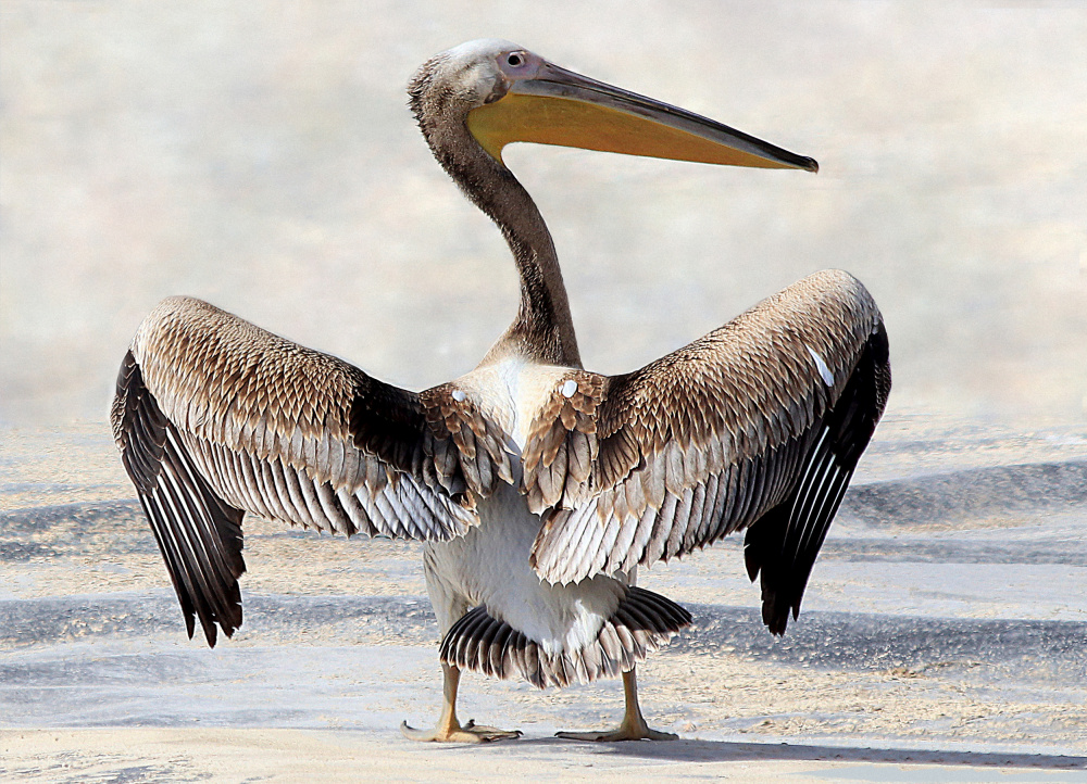 Pelicans Wingspan from Aliza Riza