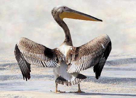 Pelicans Wingspan