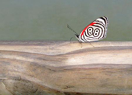 Butterfly 88