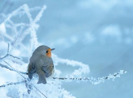 Robin on a chilly winter day