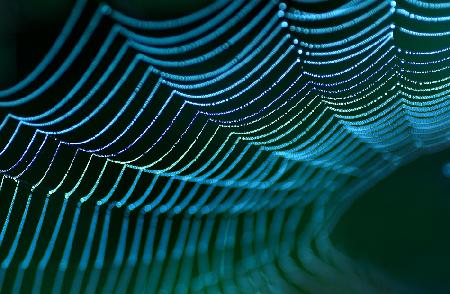 Spiders web.