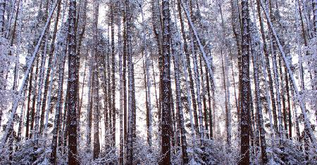 Panoramic Winter Pine Trees