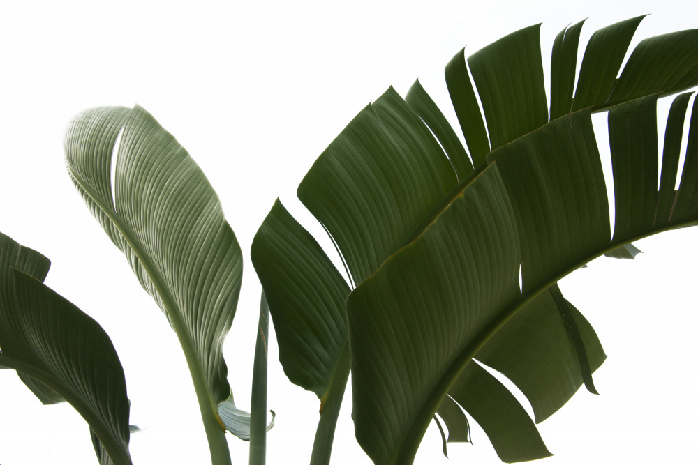 Travellers Palm Leaves Foliage Photo 06 from amini54