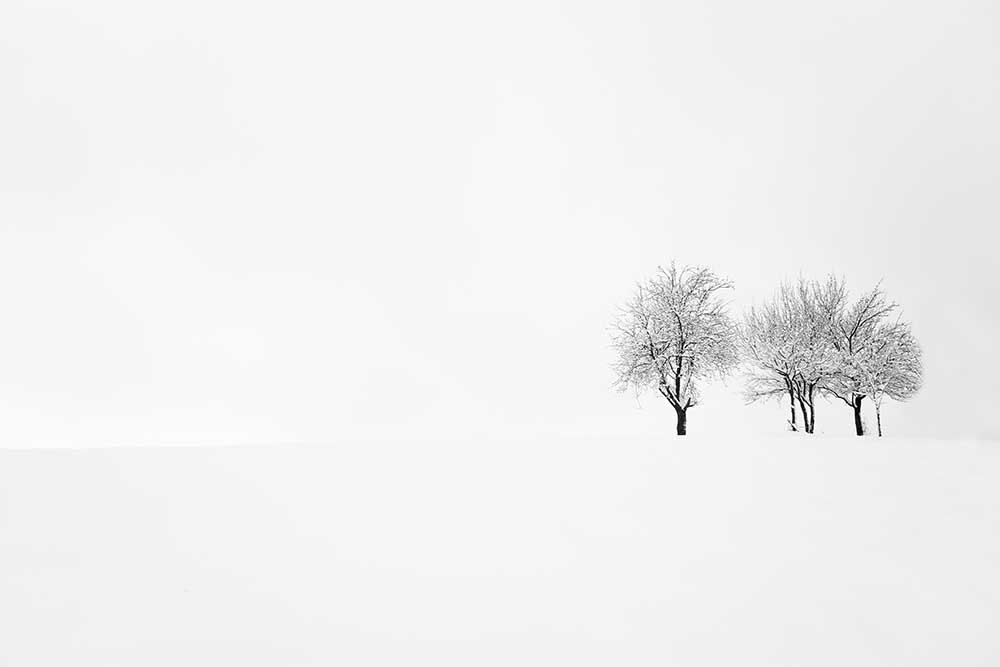 tree and silence from Amir Bajrich