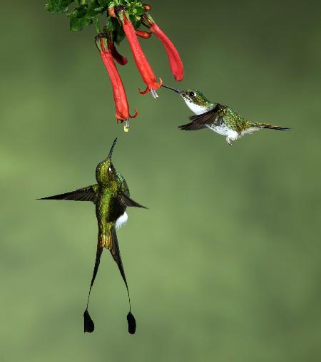 Booted Racket-tail Hummingbirds