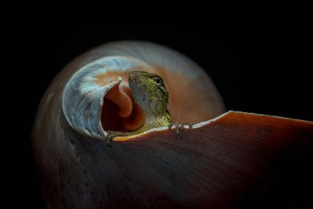 The Snail Home