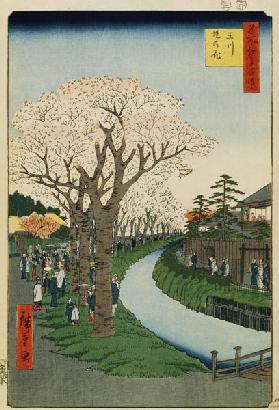 Cherry Blossoms on the Banks of the Tama River (One Hundred Famous Views of Edo)