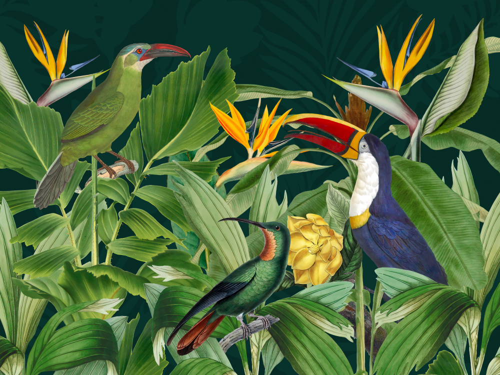 Rainforest Birds from Andrea Haase