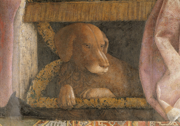 Camera d.Sposi, Dog from Andrea Mantegna