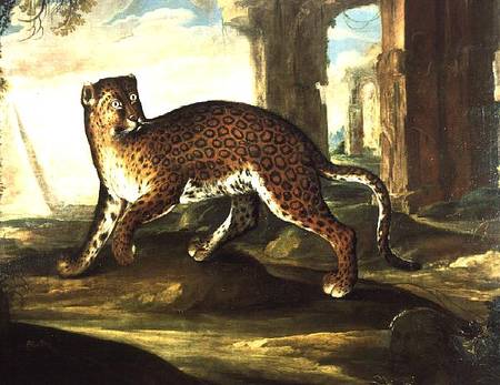 A Jaguar from Andrea the Elder Scacciati