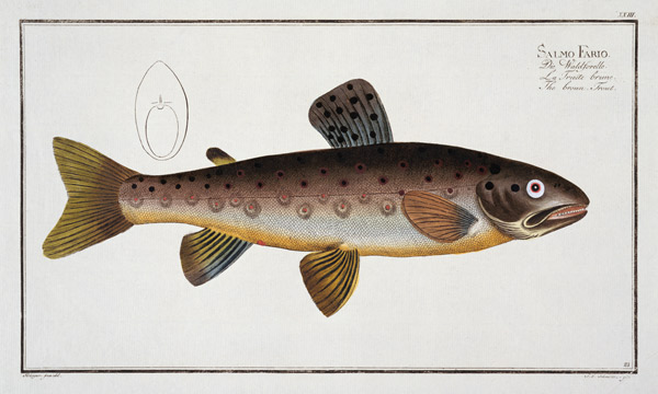 Brown Trout (Salmo Iasustris) plate XXIII from 'Ichthyologie, ou histoire naturelle generale et part from Andreas-Ludwig Kruger