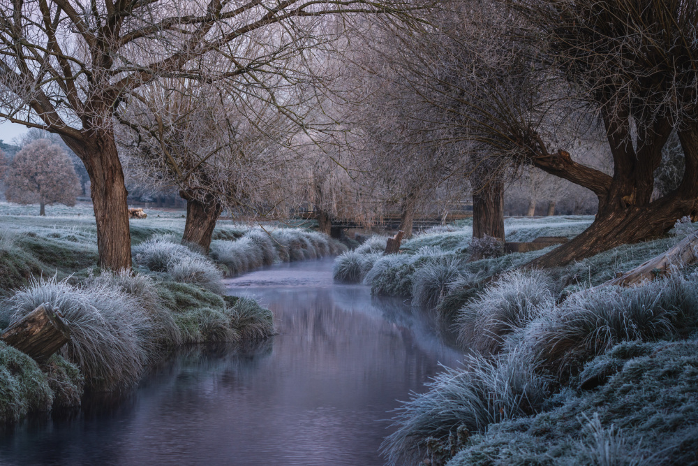 Early frost from Andreea Selagea