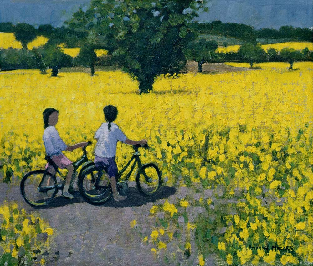 Yellow Field, Kedleston, Derby (oil on canvas)  from Andrew  Macara