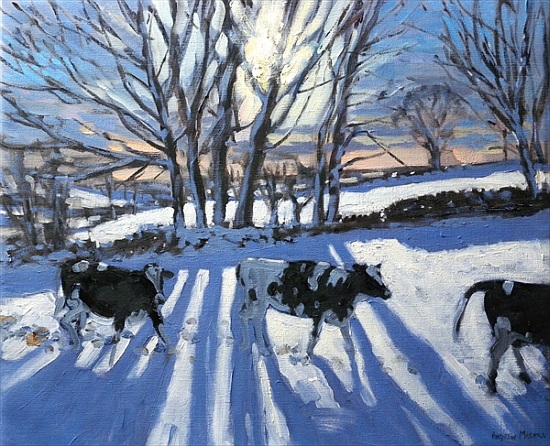 Friesian Cows from Andrew  Macara