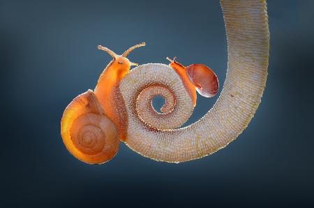 Snail and Tail