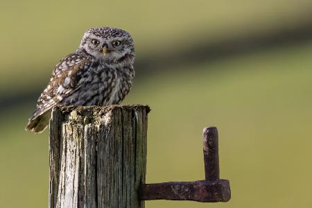 Gatepost Owl