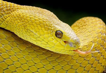 Yellow Viper