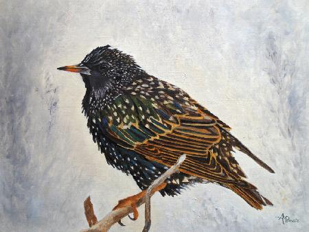 Wrapped Up   European Starling