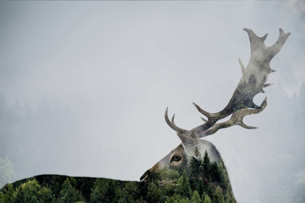Antler Double-exposed from Angyalosi Bea