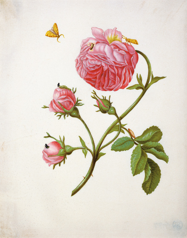 Rose with butterflies in different stands from Anna Maria Sibylla Merian