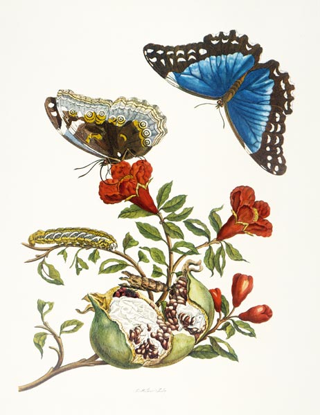 Granatapfel und Blauer Morpho from Anna Maria Sibylla Merian