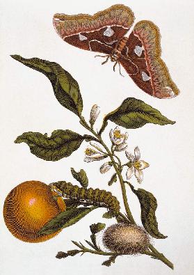 Orange und Nachtfalter / M.S.Merian