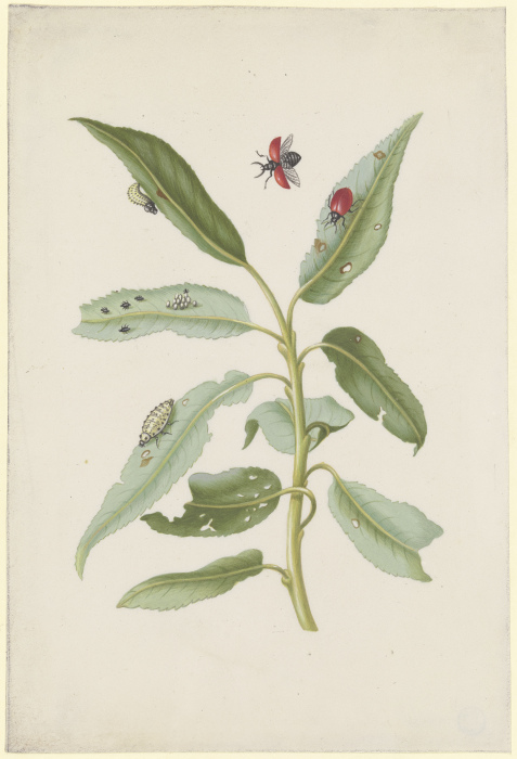 Willow leaves with poplar leaf beetle, eggs and larvae from Anna Maria Sibylla Merian