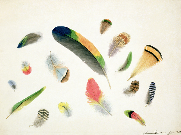 Studies of Feathers from Anne Bowen