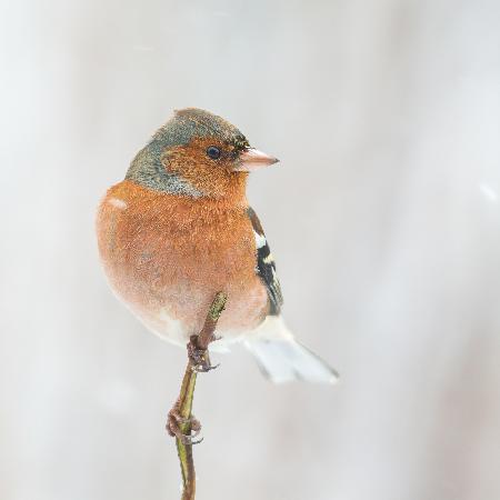Common chaffinch in winter.