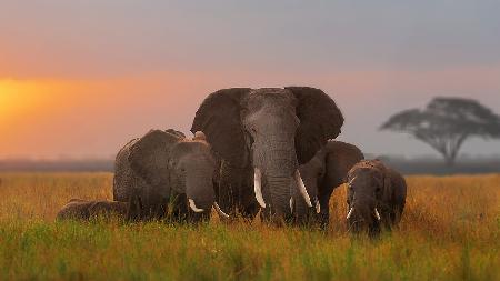 Elephent family in Amboseli