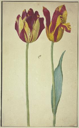 Two yellow-red tulips