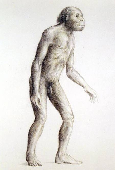 Australopithecus Africanus from Anonymous painter