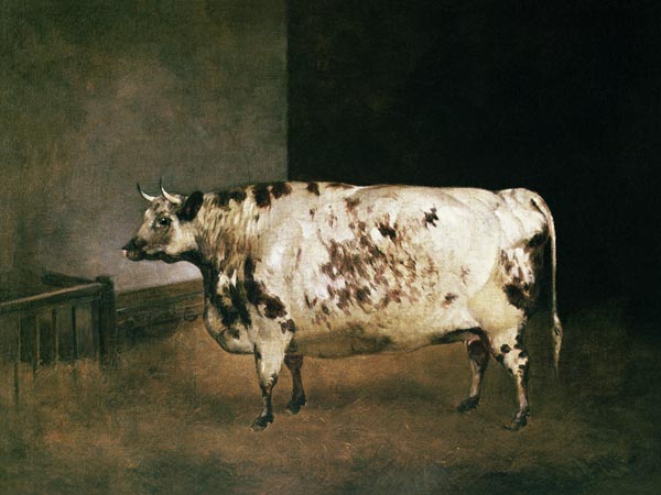 Shorthorn Cow from Anonymous painter