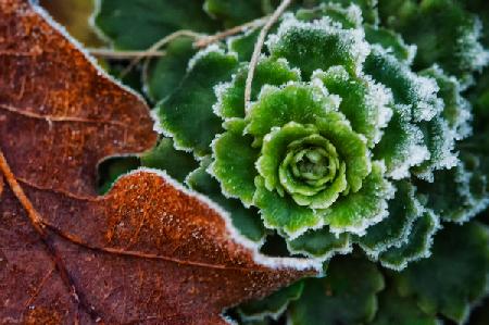 Frosted Lettuce and Leaf