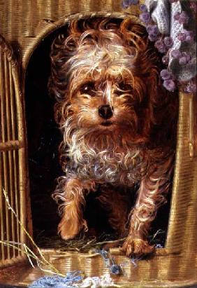 Darby, a Yorkshire Terrier