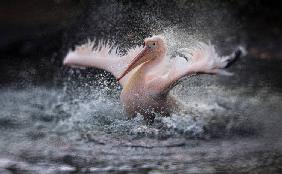 BATHING FUN .....