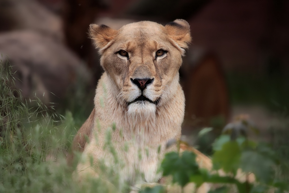 LIONESS (BERBER) from Antje Wenner-Braun