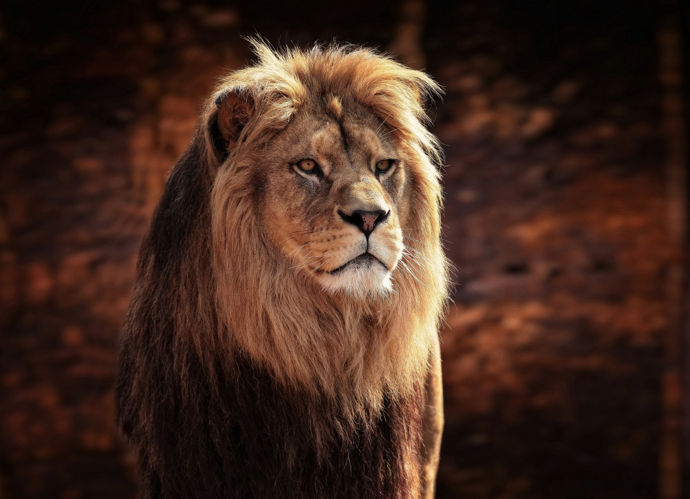 HIS MAJESTY, THE KING from Antje Wenner-Braun