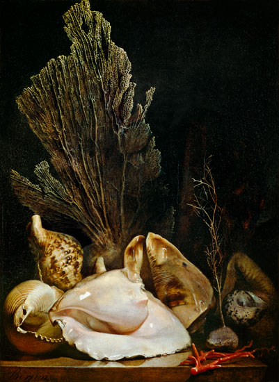 Still Life of Shells and Coral from Antoine Berjon