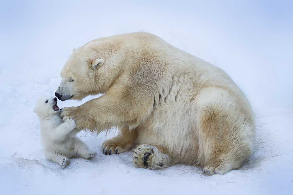 Polar bear with mom from Anton Belovodchenko