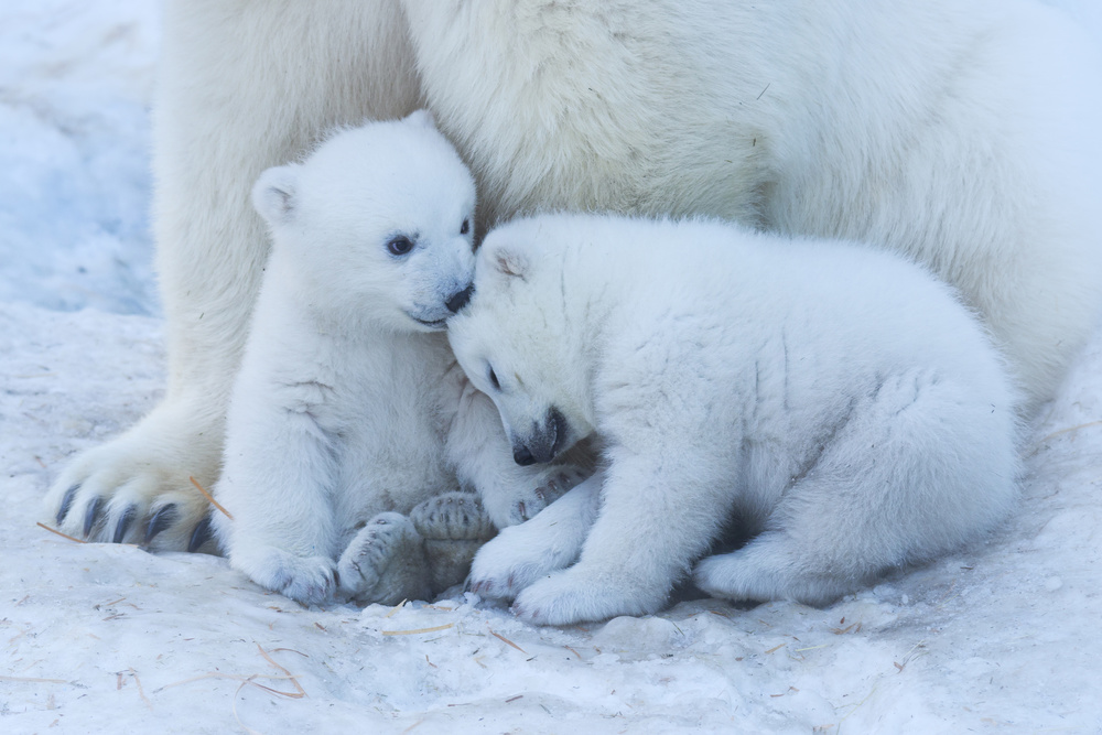 Polar bear cub from Anton Belovodchenko
