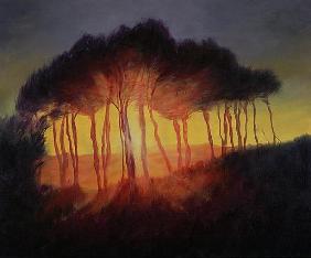 Wild Trees at Sunset, 2002 (oil on canvas) 