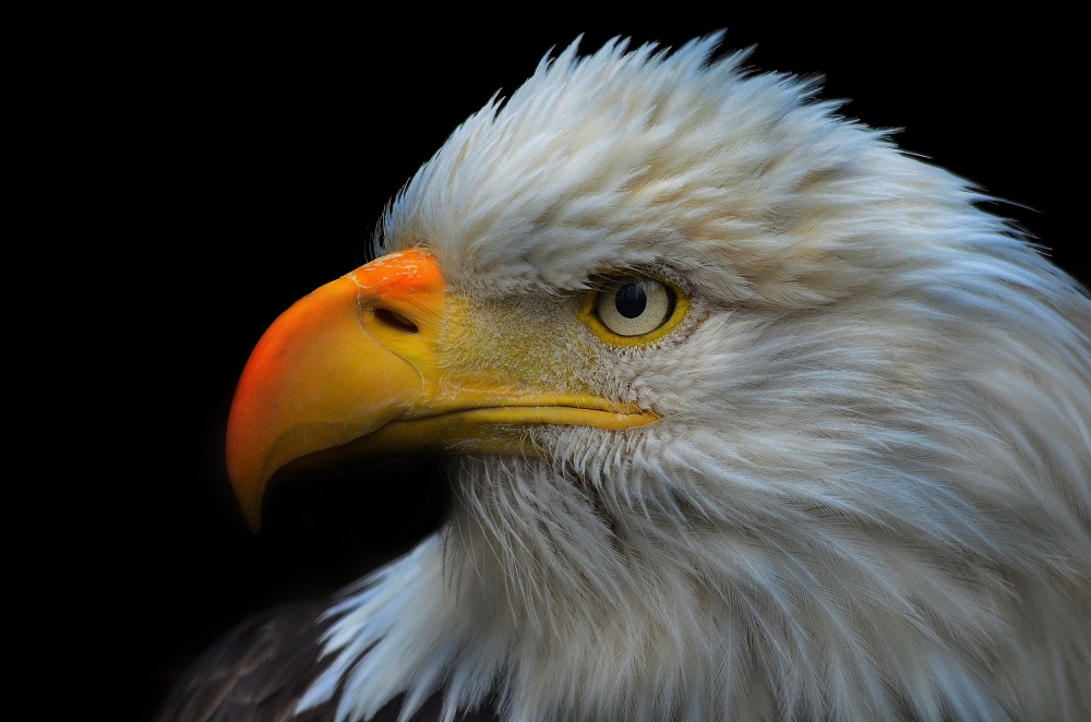 Bald Eagle Portrait from Anura Fernando