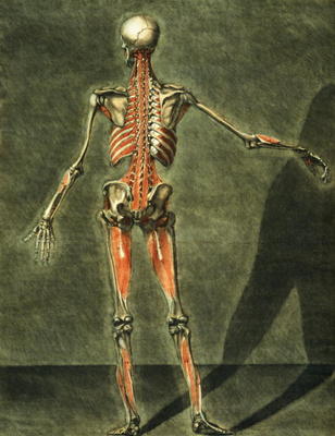 Deep Muscular System of the Back of the Body, plate 10 of a complete course of anatomy with text by from Arnauld Eloi Gautier D'Agoty