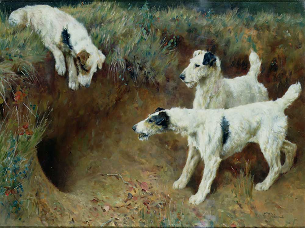 Wire-haired fox terriers by a badger set from Arthur Wardle