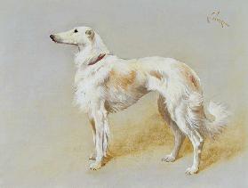 A Borzoi dog
