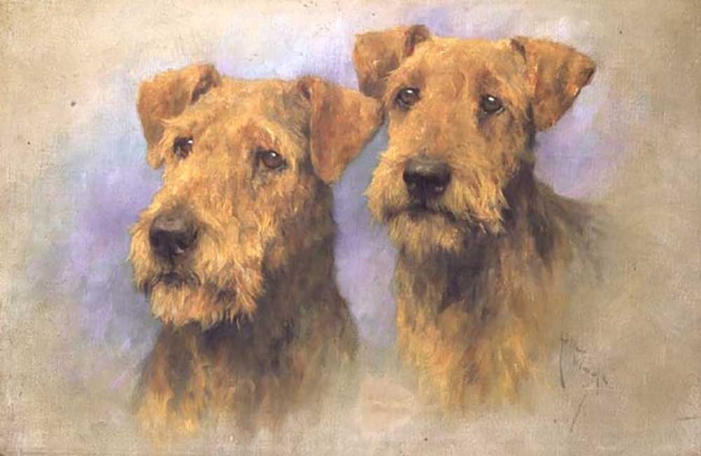 Portrait of Two Lakeland Terriers from Arthur Wardle